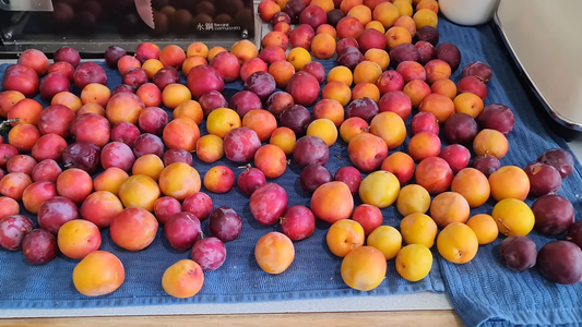 Best Plums for Home Orchards