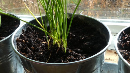 Top Herbs to Grow Indoors