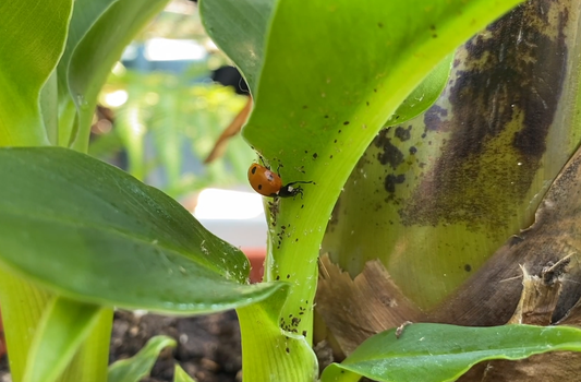 How to Identify Houseplant Pests