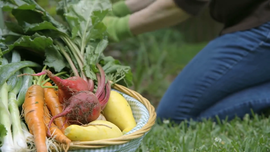 How to Start a Small Vegetable Garden