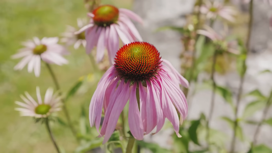 How to Grow a Medicinal Herb Garden