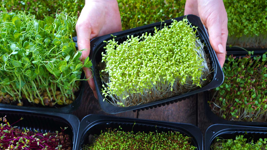 How to Start an Herb Business