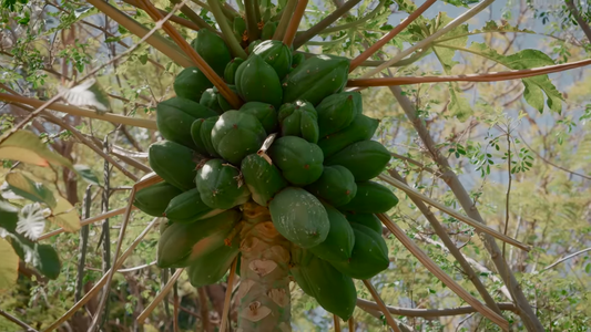 How to Choose the Right Fruit Trees for Your Area