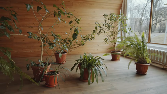 Best Indoor Trees for Small Spaces