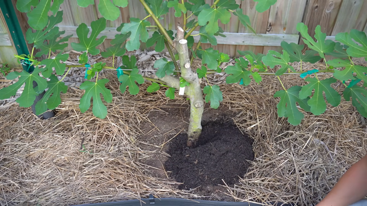 Best Methods for Fertilizing Fruit Trees