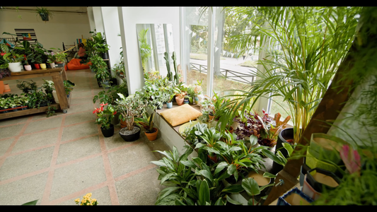 Indoor Plants That Filter Air