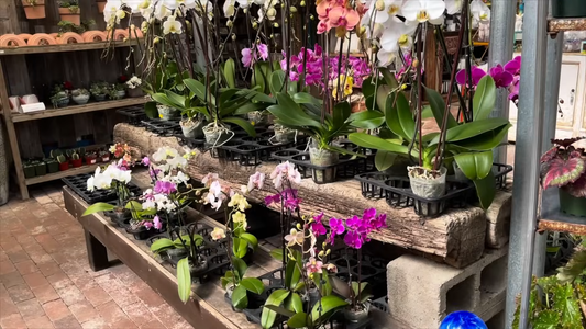 Tips for Maintaining Houseplants