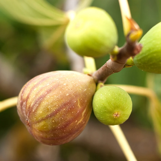 Brown Turkey Fig Tree Climate Tolerance