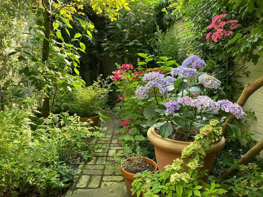plants that grow in shade