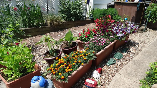 Buy Potted Plants for Outdoor Gardens