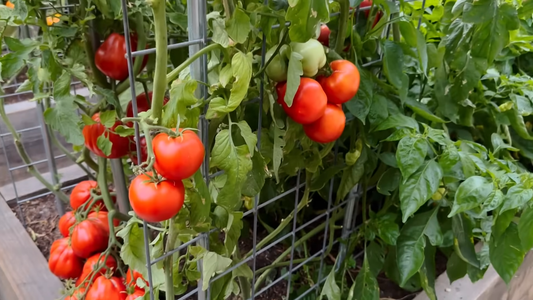 How to Start a Home Garden