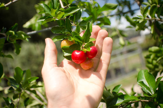 Acerola - Barbados Cherry - Malpighia emarginata: The Nutrient-Rich Tropical Superfruit