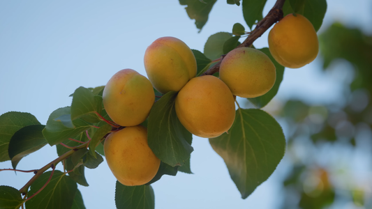 How to Start a Fruit Orchard