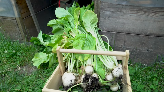 Gardening Tips for Urban Spaces