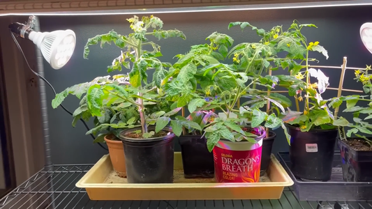Indoor Gardening Challenges
