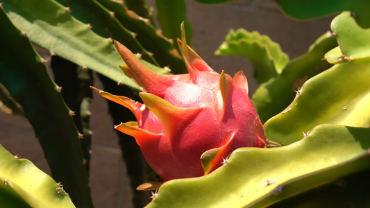 How to Care for a Dragon Fruit Plant