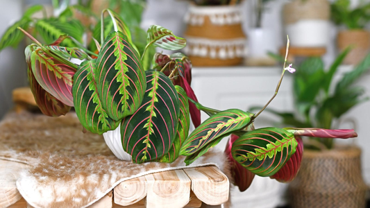 25 Growing Tips - Lemon Lime Maranta