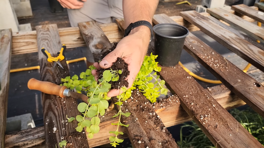 How to Grow Plants from Cuttings