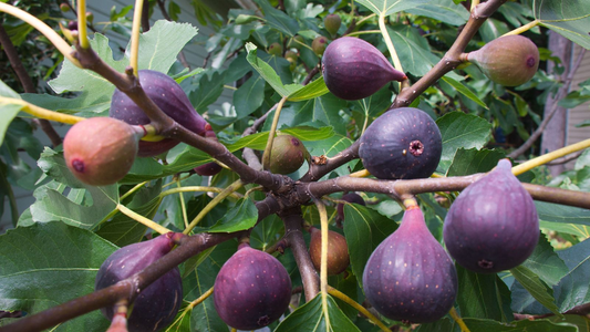 Indoor Growing Techniques for Fig Trees