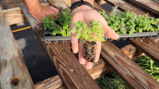 How to Propagate Plants from Cuttings