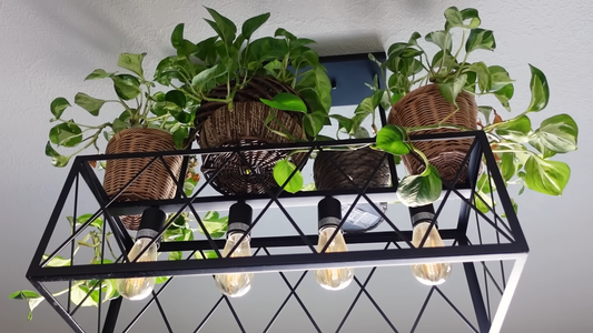 Indoor Plant Arrangements