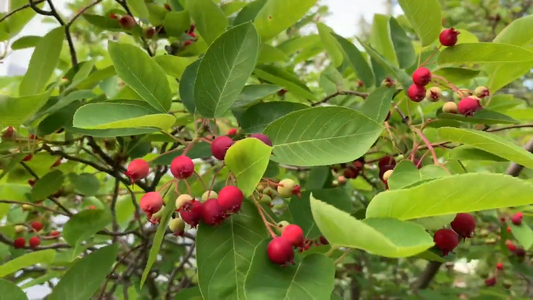 How to Grow a Serviceberry Bush