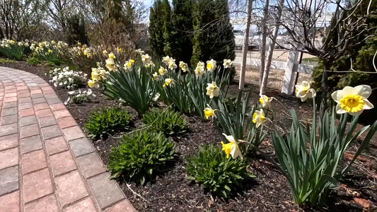 Plants for Sunny Spots