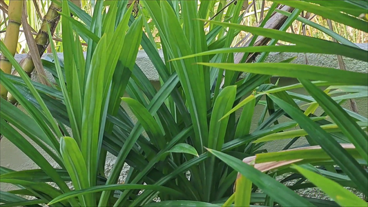 Pandanus amaryllifolius 101: Your Guide to the Aromatic Wonder Plant