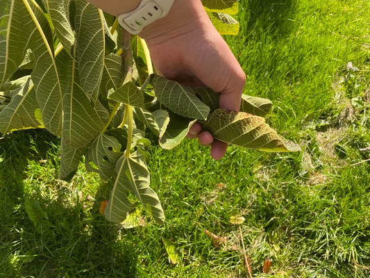 Pest and Disease Control for Fig Trees