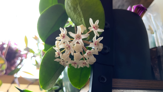 Plants That Thrive in Neglect