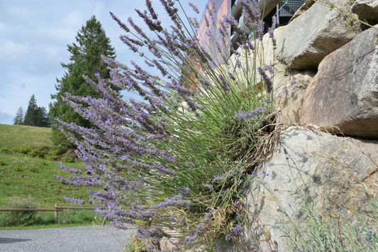 The Secret Symphony of Plants: How Trees Communicate Through Vibration