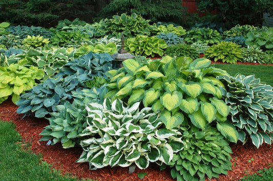 Hostas: Growing & Care Guide