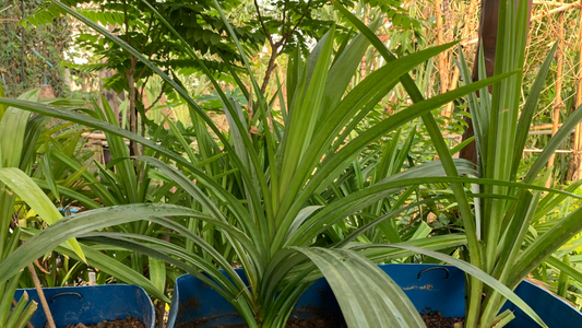 Move Over Matcha: Why Chefs Are Raving About Pandanus amaryllifolius