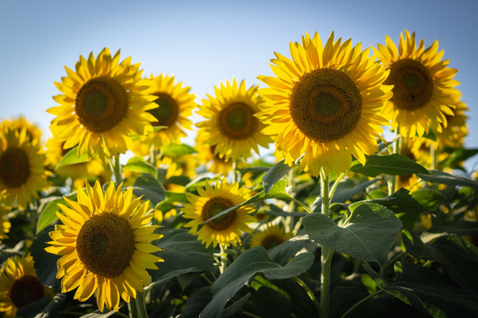 Outdoor Plants for Beginners