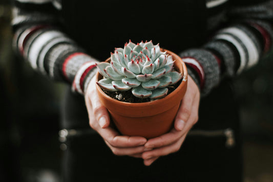 General Care for House Plants
