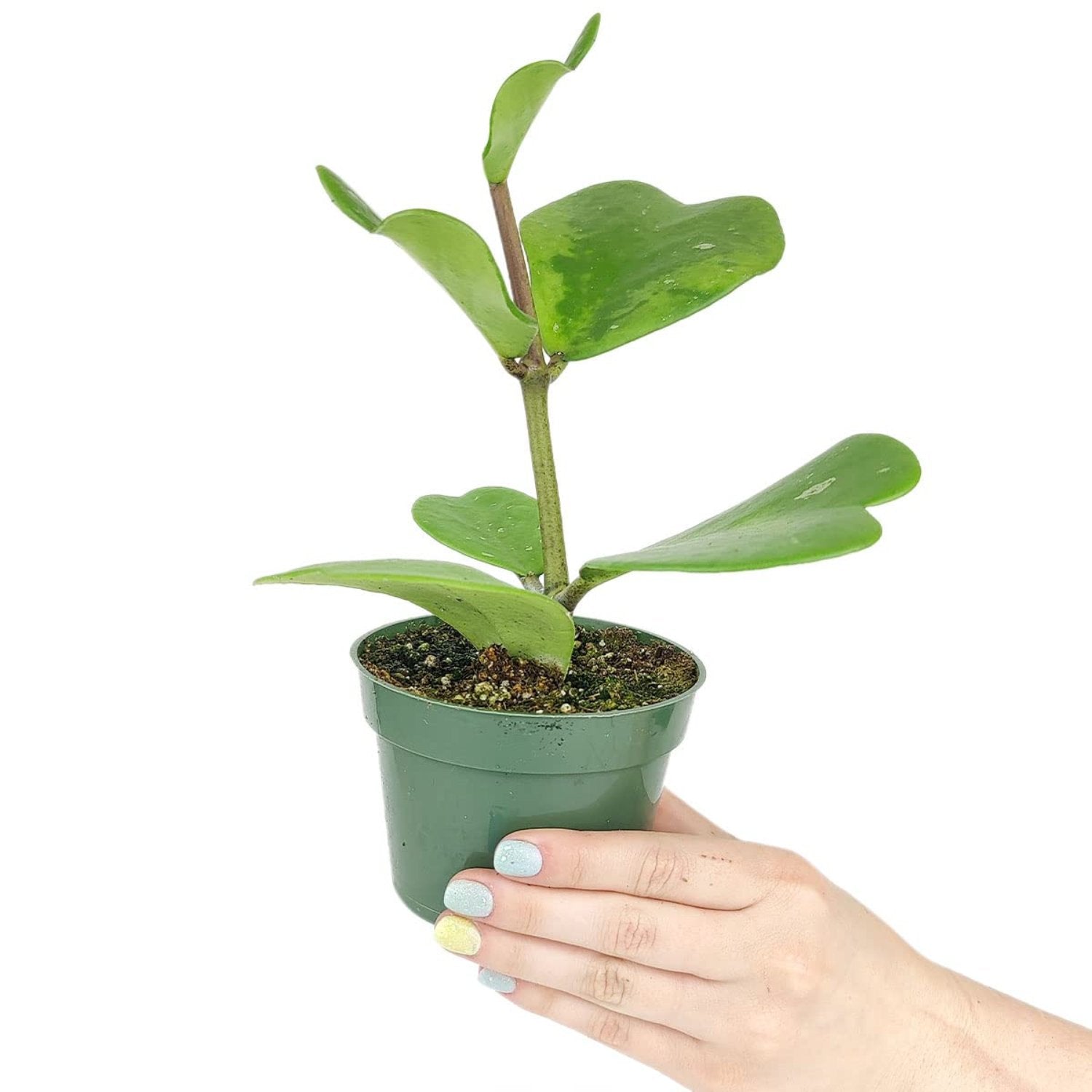 Hoya Kerrii Splash Long stem - 4''