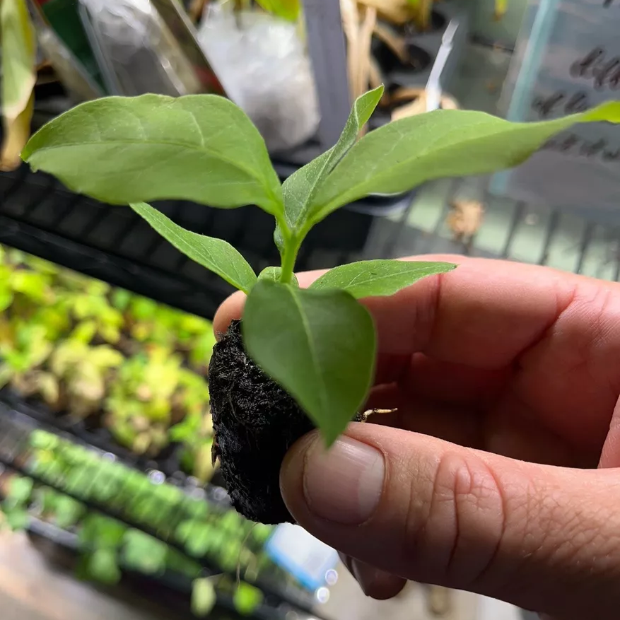 PEANUT BUTTER TREE/RARE FRUIT TREE (BUNCHOSIA GLANDULIFERA)