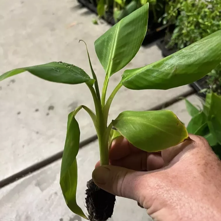 Musa - 'Gran Nain' - Banana Tree - Live Plant
