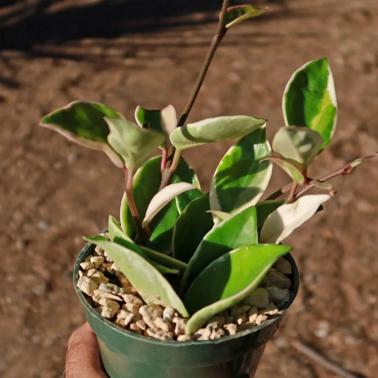 Rare Hoya Tricolor - 4"