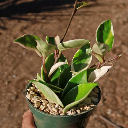 Rare Hoya Tricolor - 4"