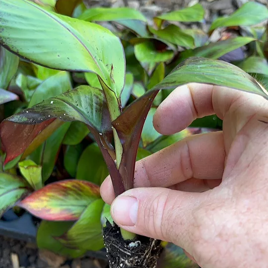 Ensete Maurelii - Red Abyssinian Banana