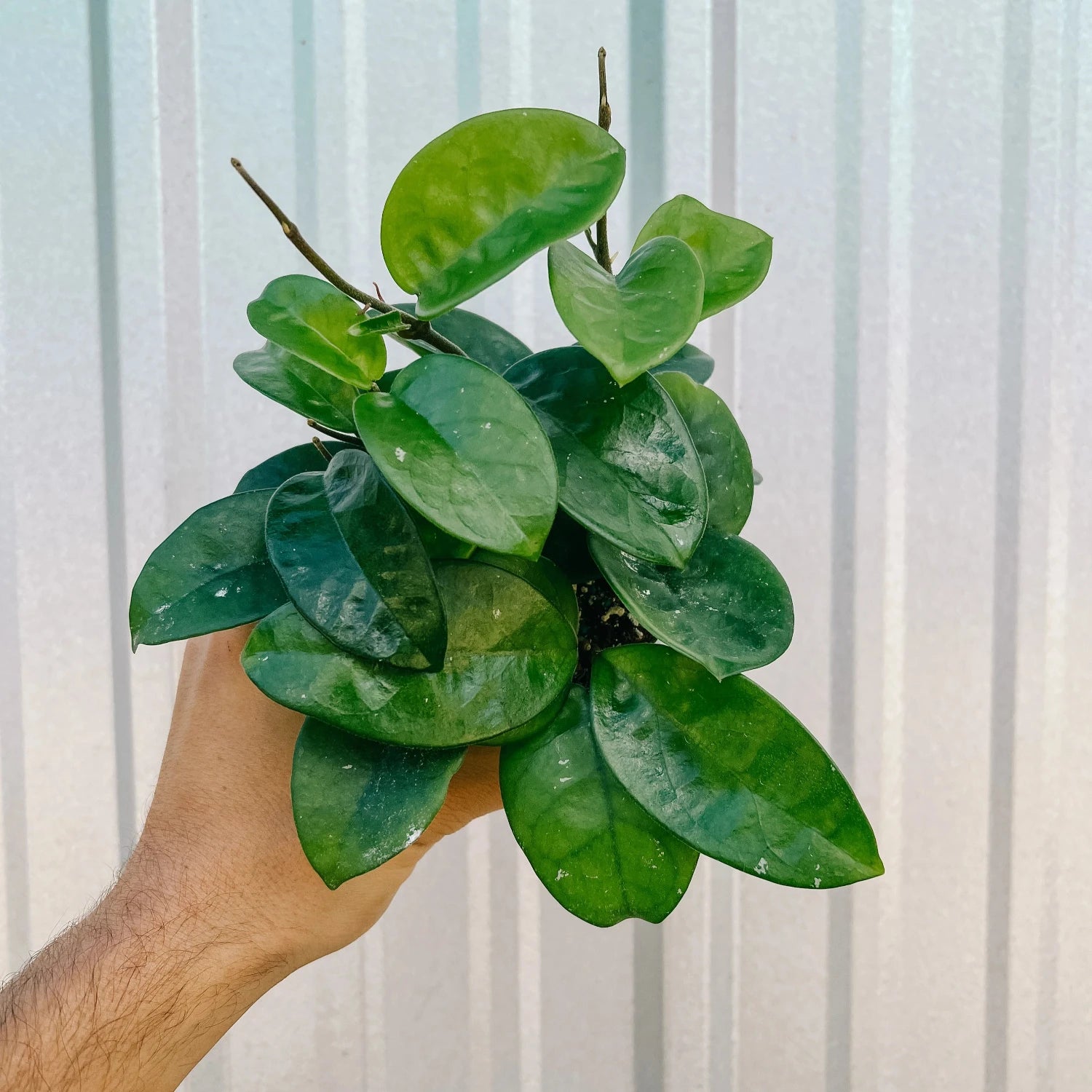 Hoya Carnosa Krinkle Wax - 2.5''