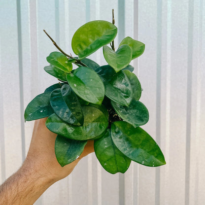 Hoya Carnosa Krinkle Wax - 2.5''