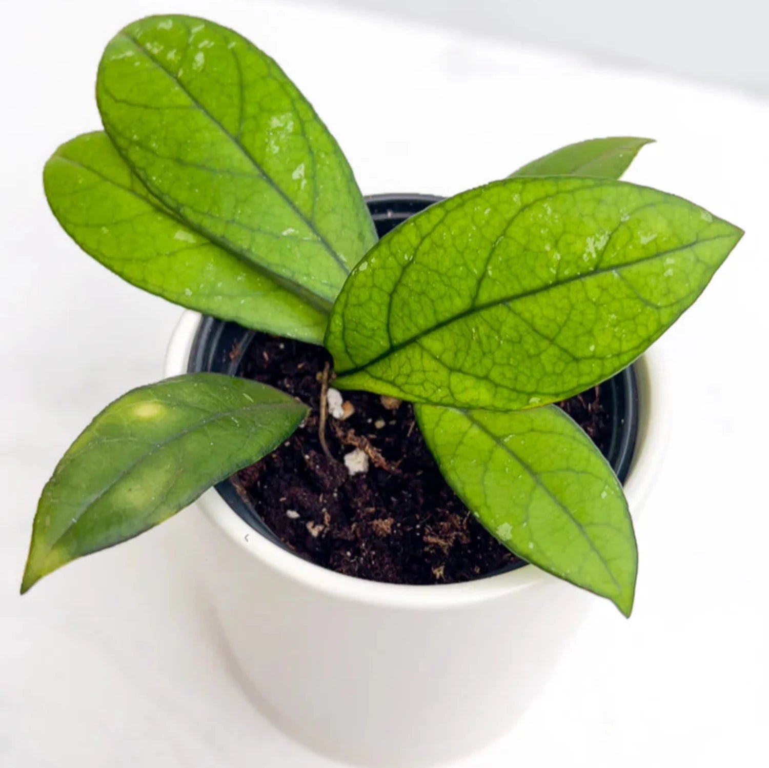 Hoya Crassipetiolata - 4''