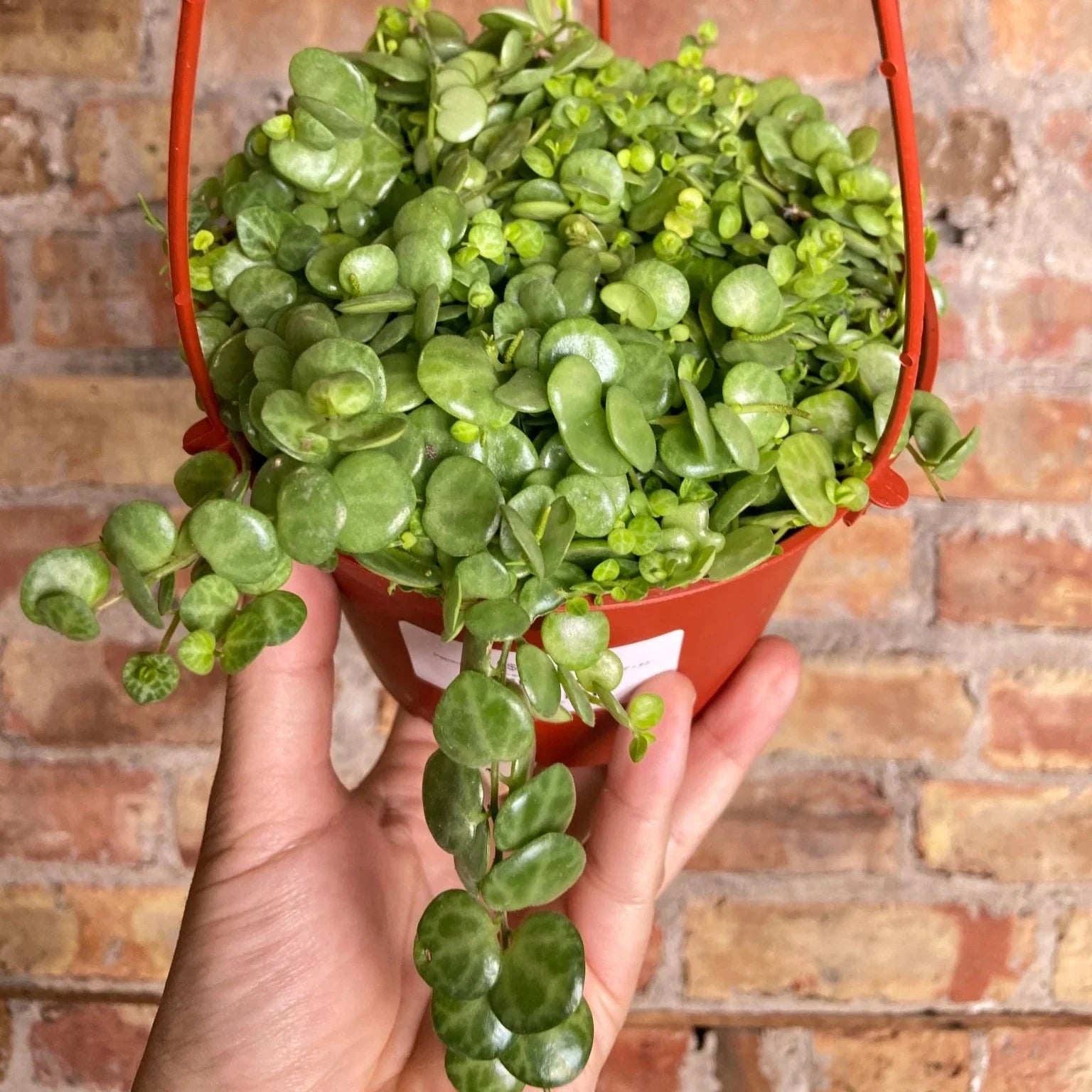 String of Turtles - 6''