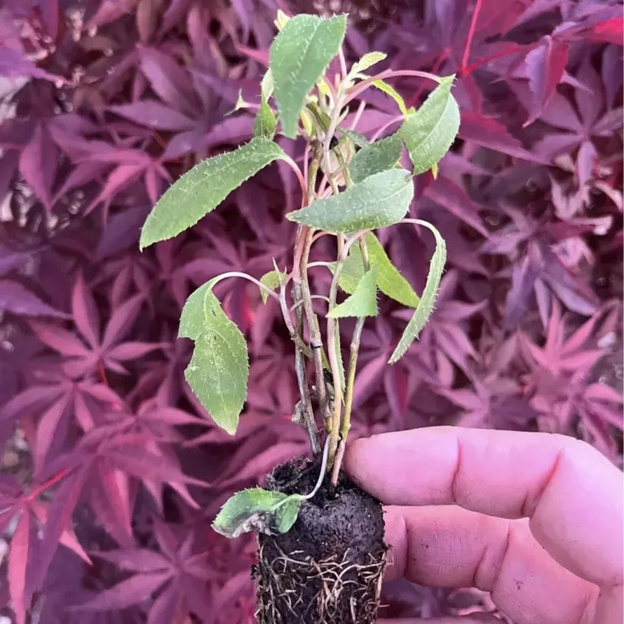 2 Kiwi Prolific Vines! Self pollinating!