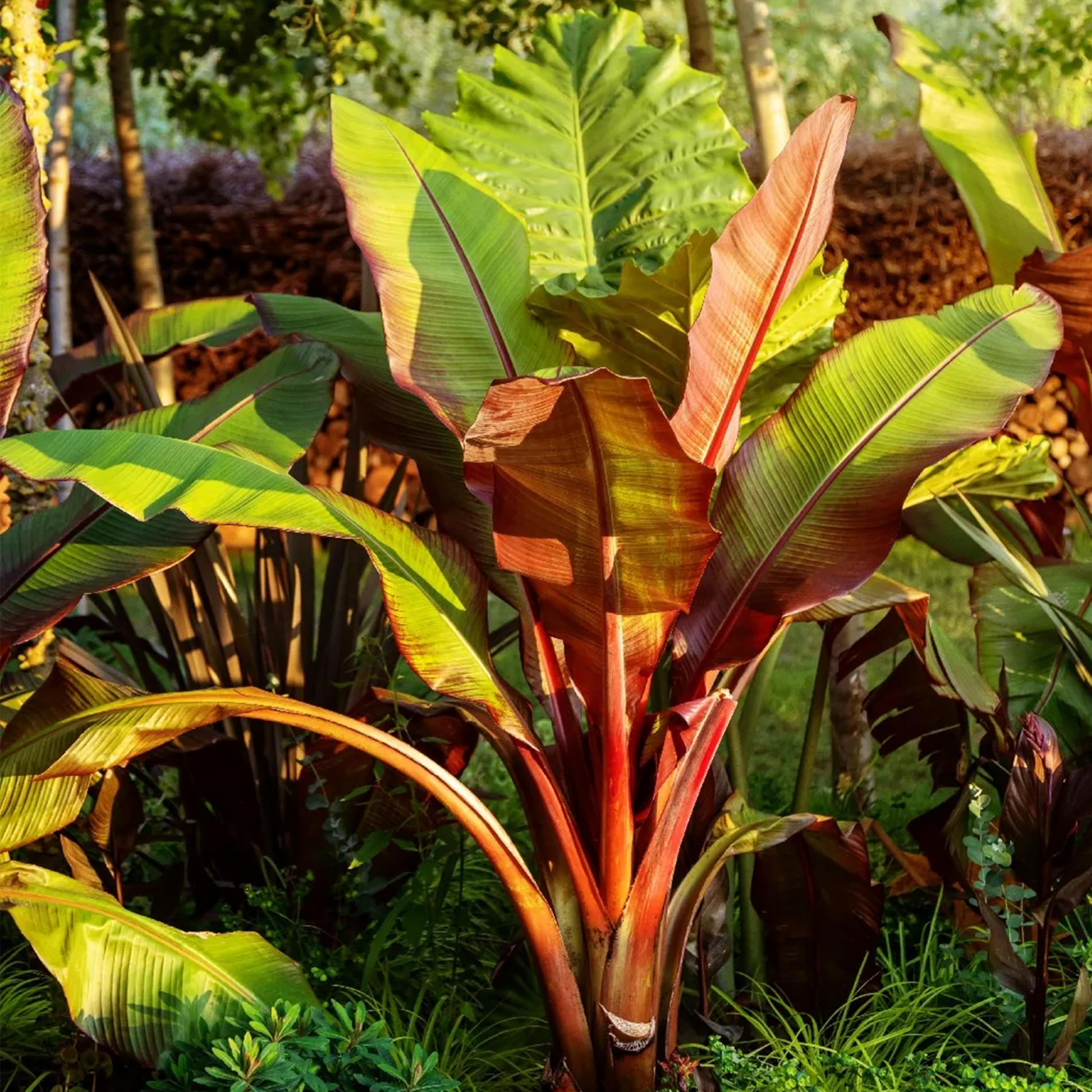 Ensete Maurelii - Red Abyssinian Banana