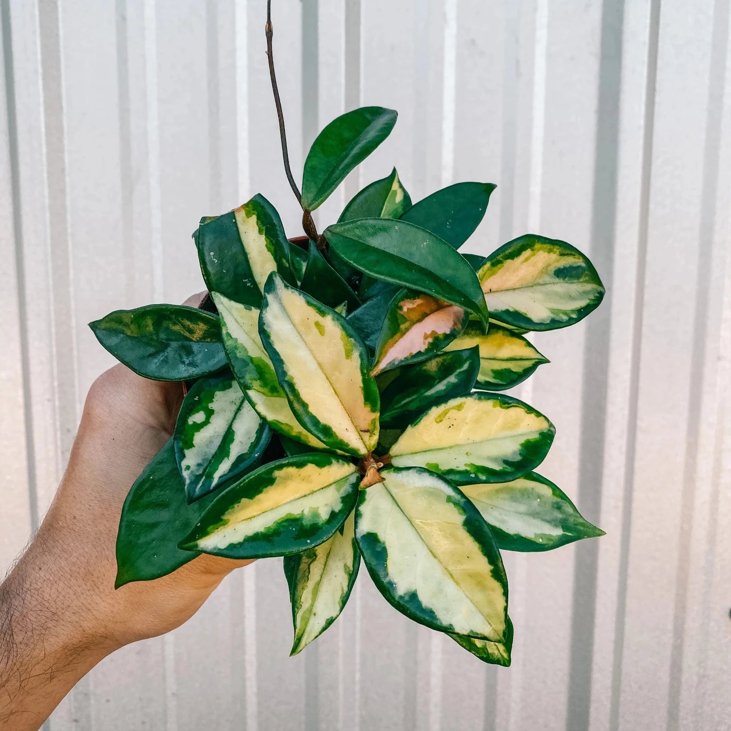 Rare Hoya Tricolor - 4"