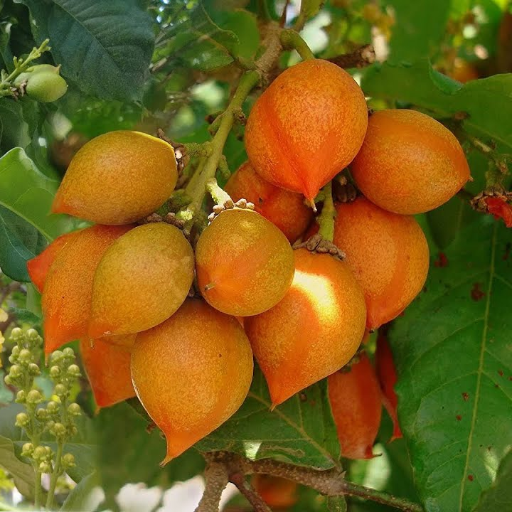 PEANUT BUTTER TREE/RARE FRUIT TREE (BUNCHOSIA GLANDULIFERA)