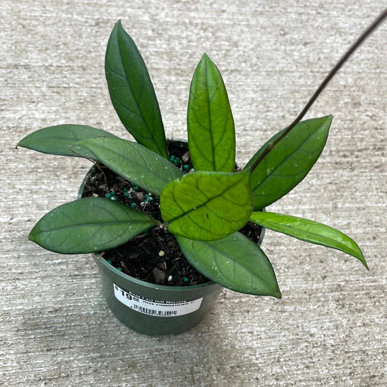 Hoya Crassipetiolata - 4''